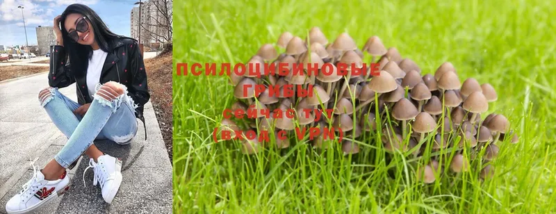 Галлюциногенные грибы Magic Shrooms  Покровск 